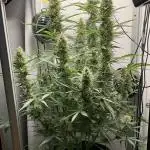 Fast Bud
