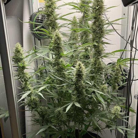 Fast Bud