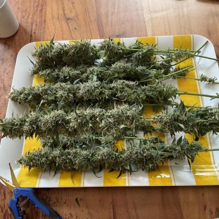 Fast Bud