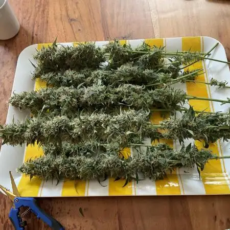 Fast Bud