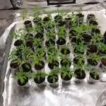Feminizadas Sweet Seeds 20°Aniversario