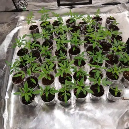 Feminizadas Sweet Seeds 20°Aniversario