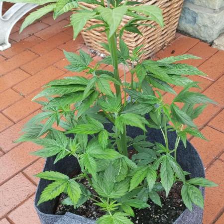 Barneys Auto Mimosa