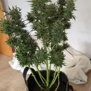 Zamnesia Trainwreck Automatik