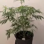 DIVINE SEEDS Auto Fractal