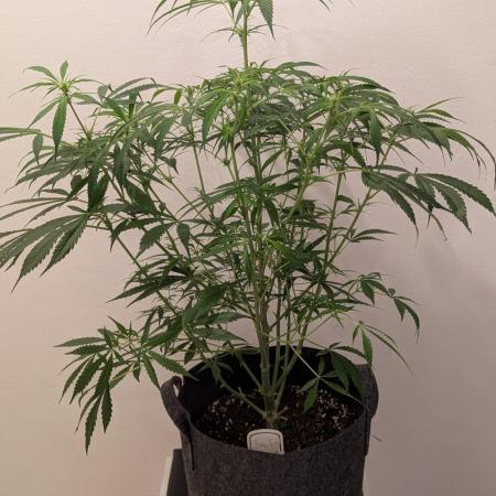 DIVINE SEEDS Auto Fractal