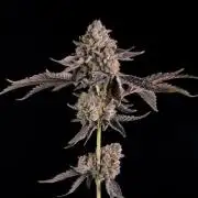Zamnesia Grease Monkey