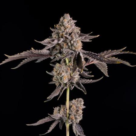 Zamnesia Grease Monkey