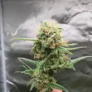 DIVINE SEEDS Auto Fractal