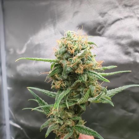 DIVINE SEEDS Auto Fractal