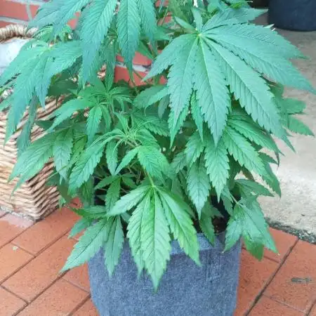 DIVINE SEEDS Auto Fractal