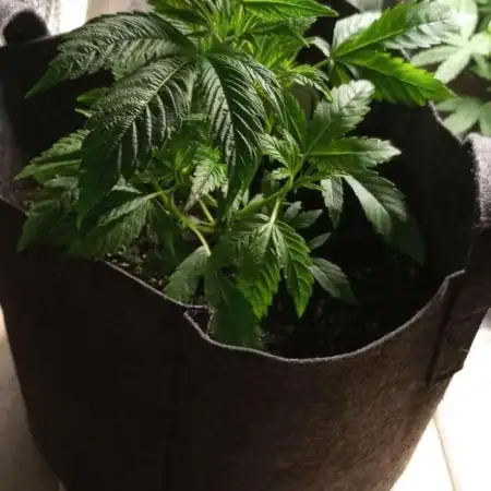 DIVINE SEEDS Auto moon rock