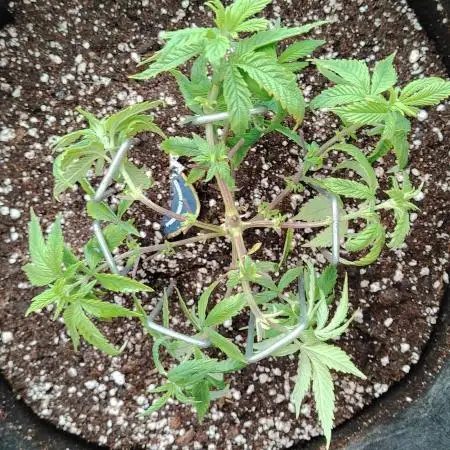 Super Strains Seeds