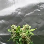 DIVINE SEEDS Auto Fractal