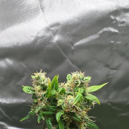 DIVINE SEEDS Auto Fractal