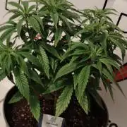 Zamnesia Grease Monkey