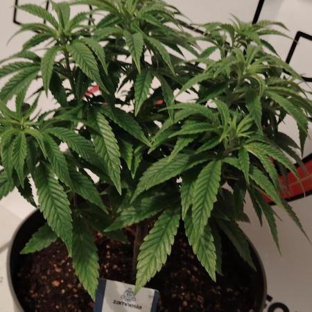 Zamnesia Grease Monkey