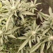 Zamnesia Ghost Train Haze *_*