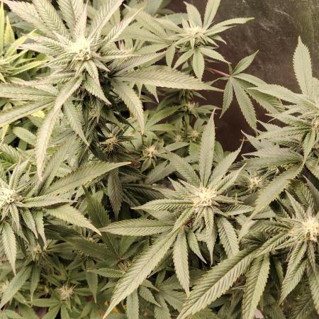 Zamnesia Ghost Train Haze *_*