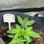DIVINE SEEDS Auto Fractal