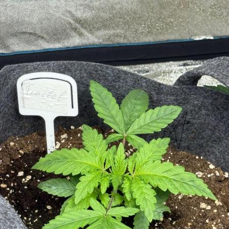 DIVINE SEEDS Auto Fractal