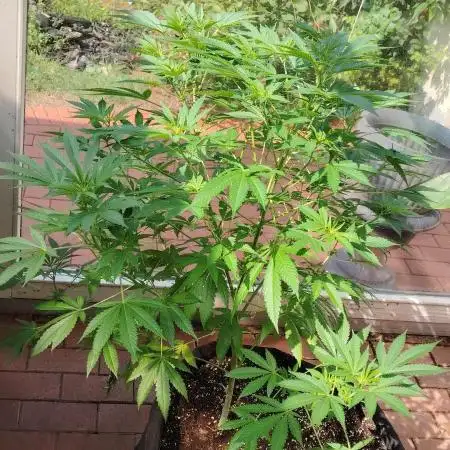 Bruce banner outdoor