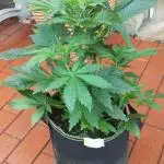 Zamnesia Trainwreck Automatik