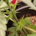Auto Big Demon