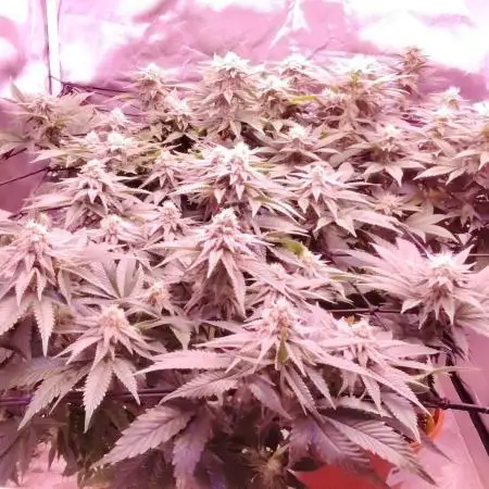 Lemon cherry gelato VS Mimosa Evo
