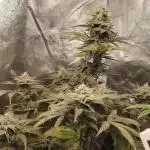 Auto Big Demon