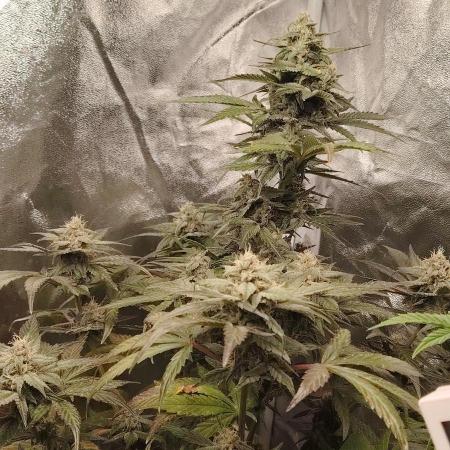 Auto Big Demon