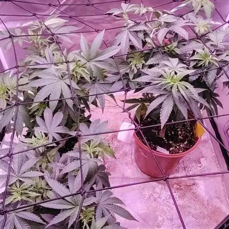 Lemon cherry gelato VS Mimosa Evo