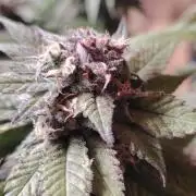 The sweet candy one