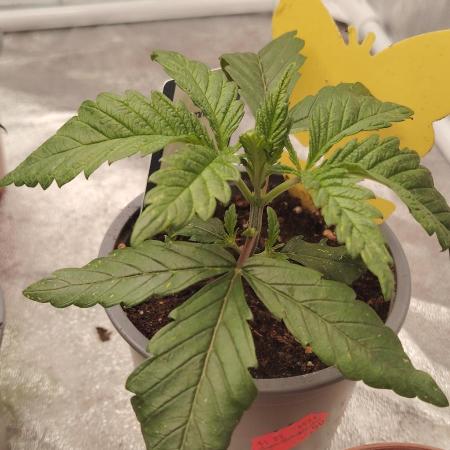 Zamnesia Ghost Train Haze *_*