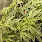 Zamnesia Ghost Train Haze *_*