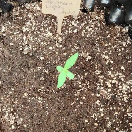 Northern lights auto