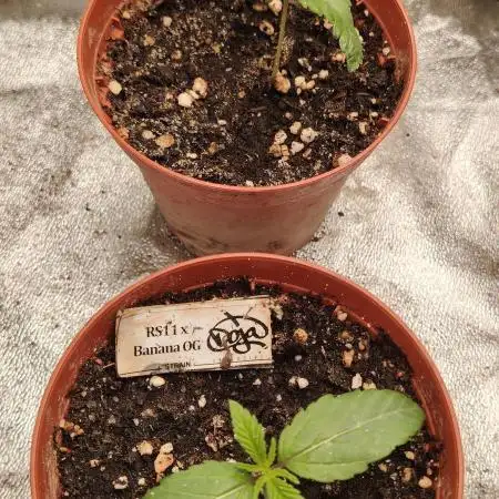 RS 11 X Banana OG