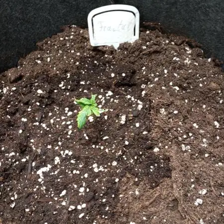 DIVINE SEEDS Auto Fractal