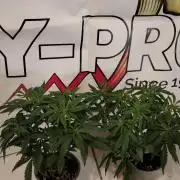 Zamnesia Ghost Train Haze *_*