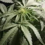 DIVINE SEEDS Auto Fractal