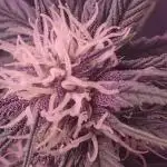 Sweet Mandarine skittlez