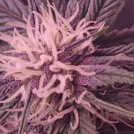 Sweet Mandarine skittlez