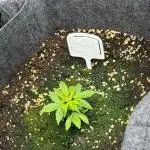 Barneys Auto Mimosa