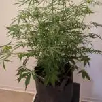 DIVINE SEEDS Auto Fractal