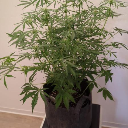 DIVINE SEEDS Auto Fractal