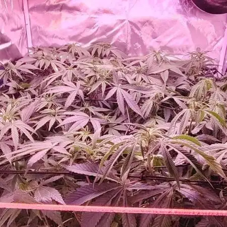 Sweet Mandarine skittlez