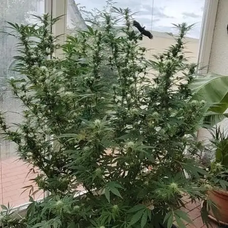 Bruce banner outdoor