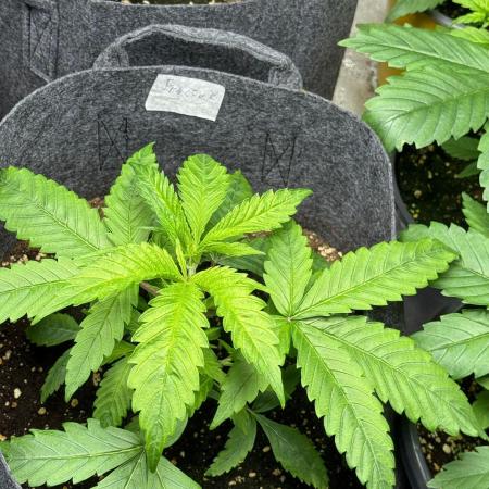 DIVINE SEEDS Auto Fractal