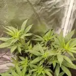 Sweet Mandarine skittlez