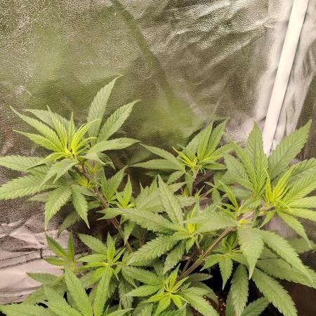 Sweet Mandarine skittlez